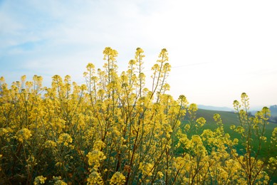 Photo of Beautiful blooming rapeseed flowers in field on sunny day