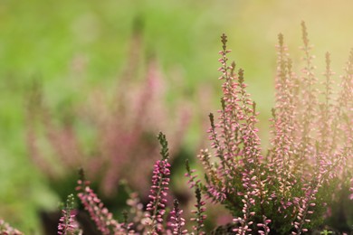 Heather shrub with beautiful flowers outdoors. Space for text