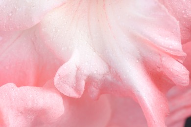 Photo of Beautiful pink gladiolus flower with water drops as background, macro view