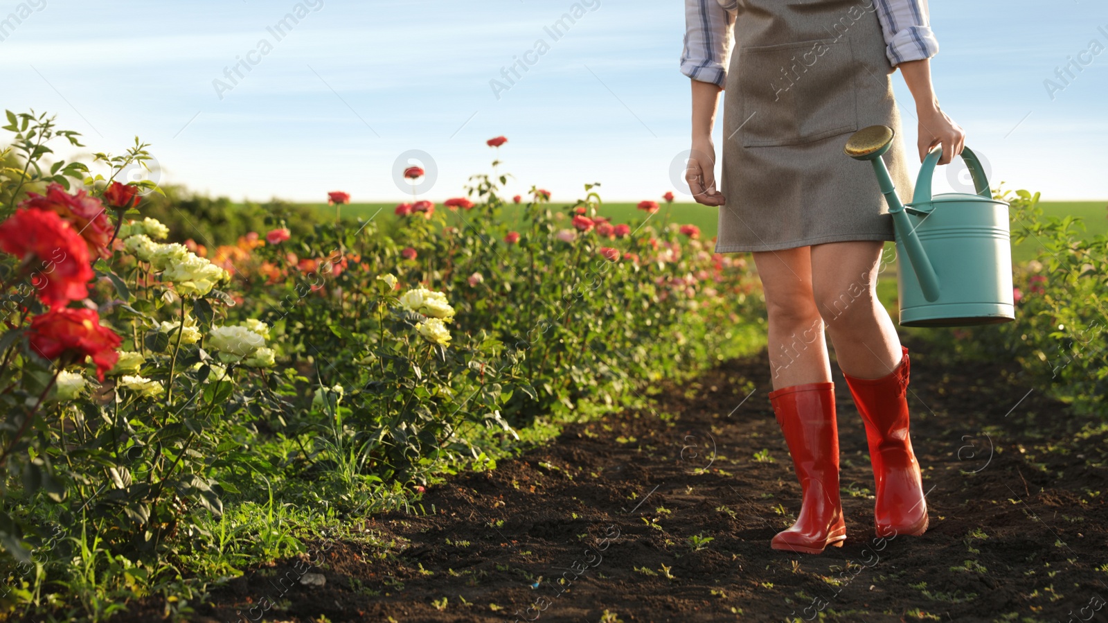 Photo of Closeup view of woman with watering can walking near rose bushes outdoors. Gardening tools