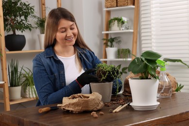Woman transplanting houseplant at wooden table indoors