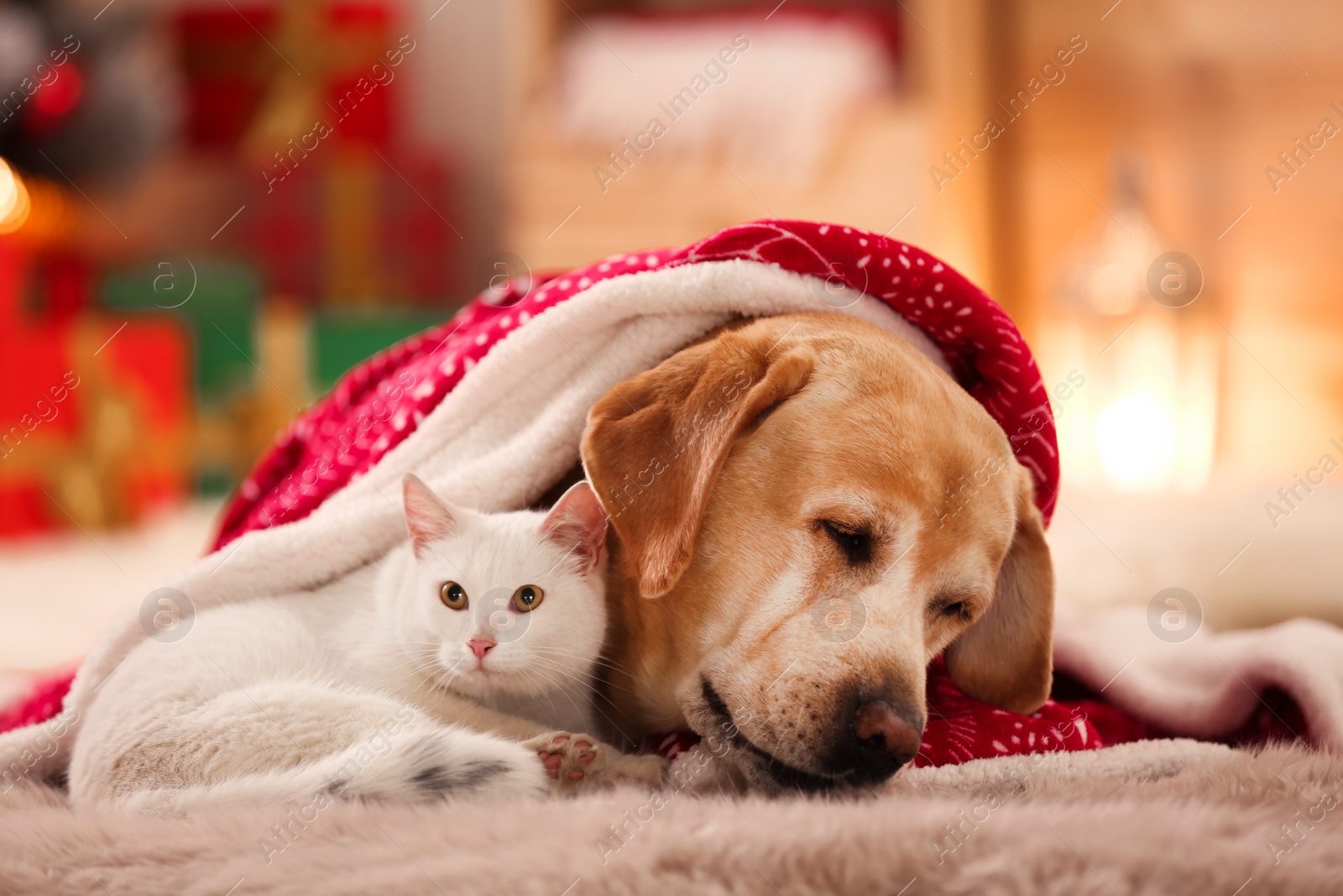 Photo of Adorable dog and cat together under blanket at room decorated for Christmas. Cute pets