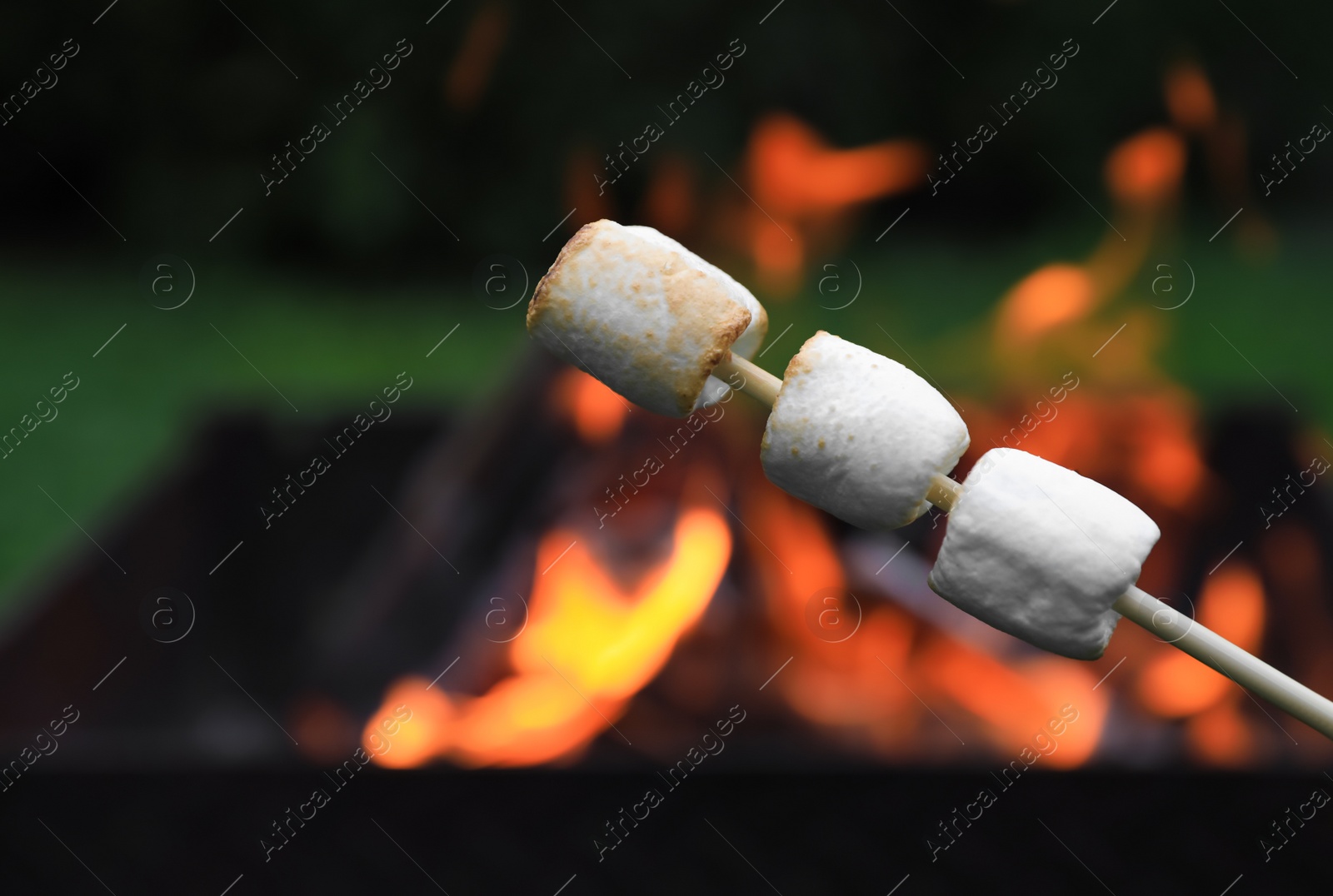 Photo of Delicious puffy marshmallows roasting over bonfire, closeup. Space for text