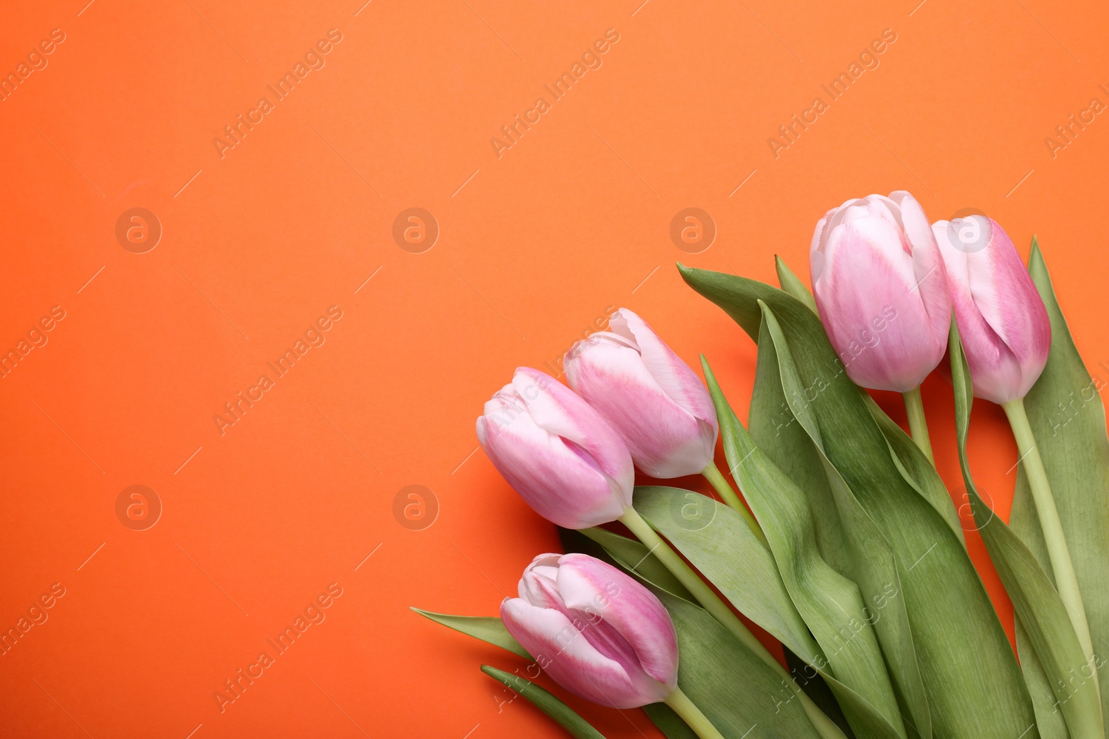 Photo of Beautiful pink tulips on orange background, flat lay. Space for text