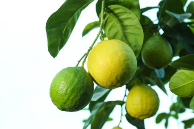 Photo of Unripe lemons growing on tree outdoors, closeup. Space for text