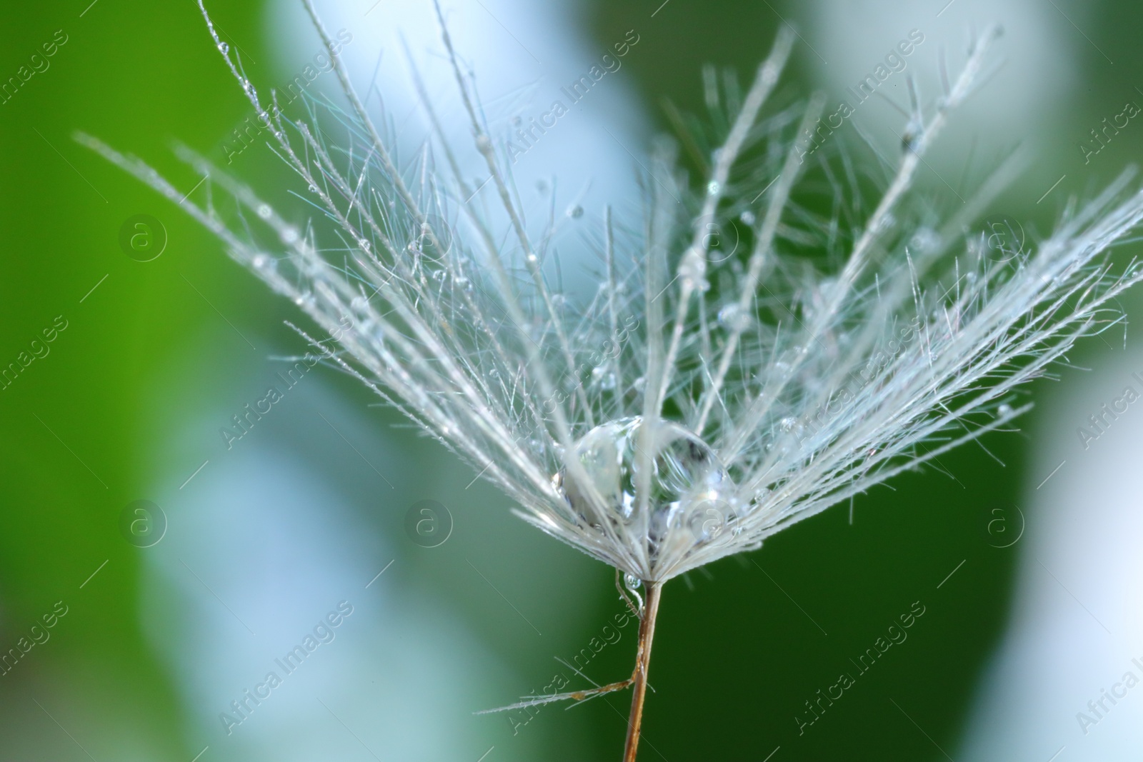 Photo of Seeds of dandelion flower with water drop on blurred green background, macro photo