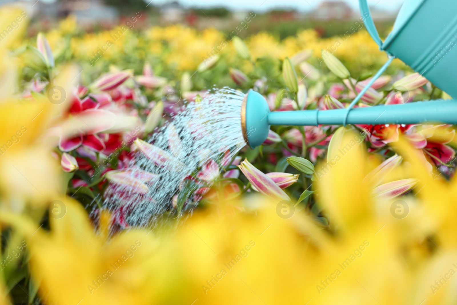 Photo of Watering beautiful lilies with can at field, closeup. Flower gardening