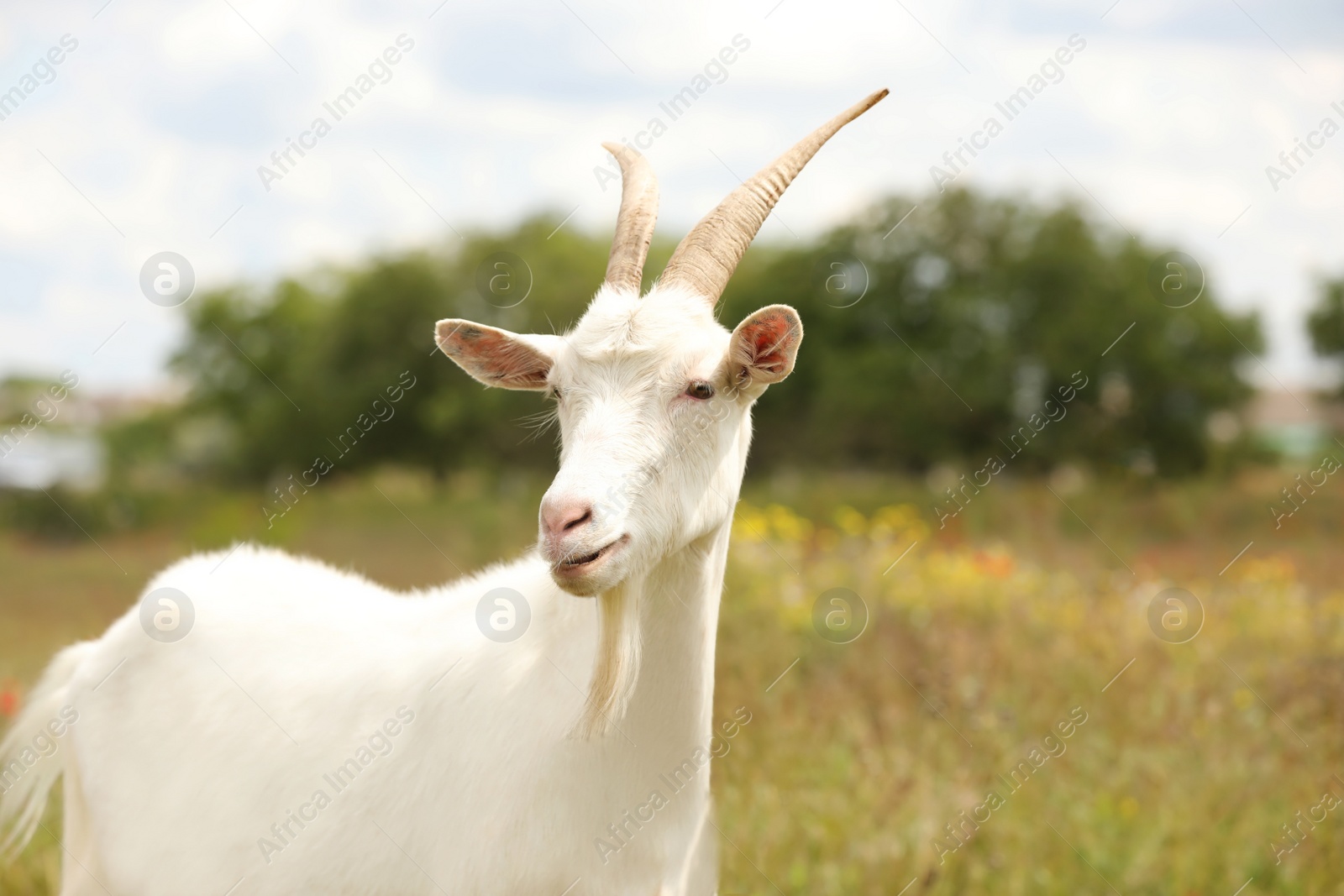 Photo of Beautiful white goat in field. Animal husbandry