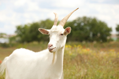 Photo of Beautiful white goat in field. Animal husbandry