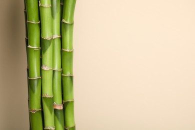 Photo of Beautiful green bamboo stems on beige background, space for text