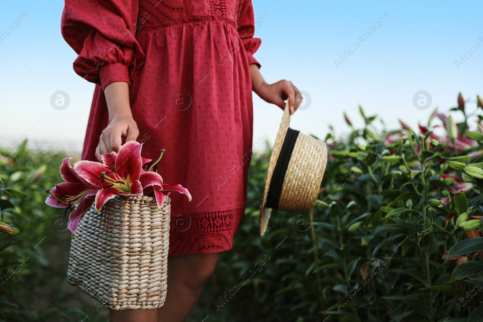 Image of Woman holding wicker bag with lilies in flower field, closeup