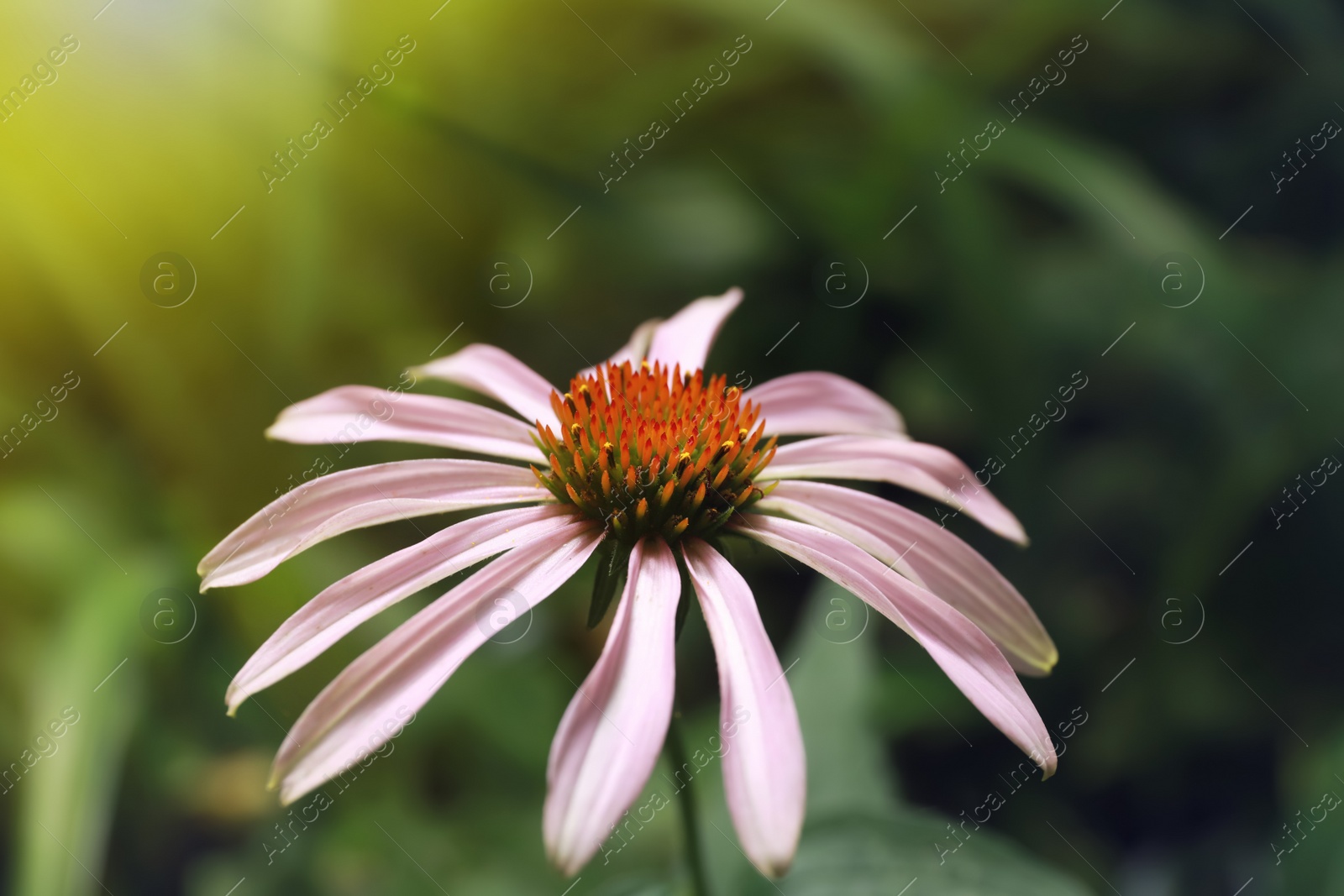 Photo of Beautiful pink Echinacea flower growing outdoors, closeup