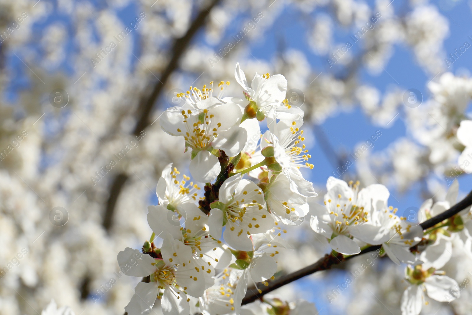 Photo of Beautiful cherry tree with white blossoms outdoors, closeup