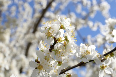 Photo of Beautiful cherry tree with white blossoms outdoors, closeup