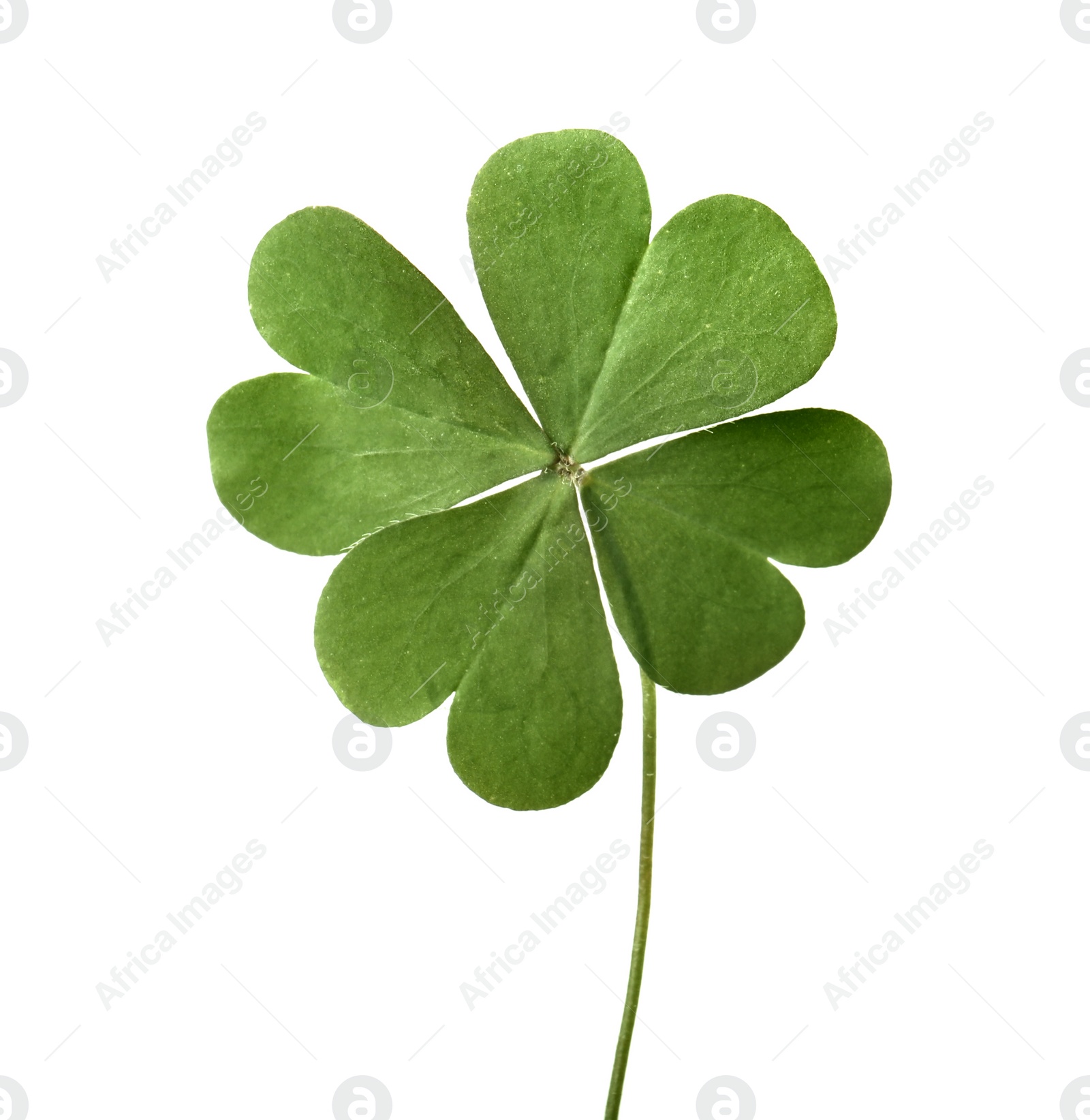 Photo of Green four leaf clover isolated on white