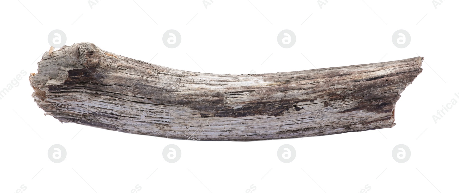 Photo of Old dry tree branch isolated on white