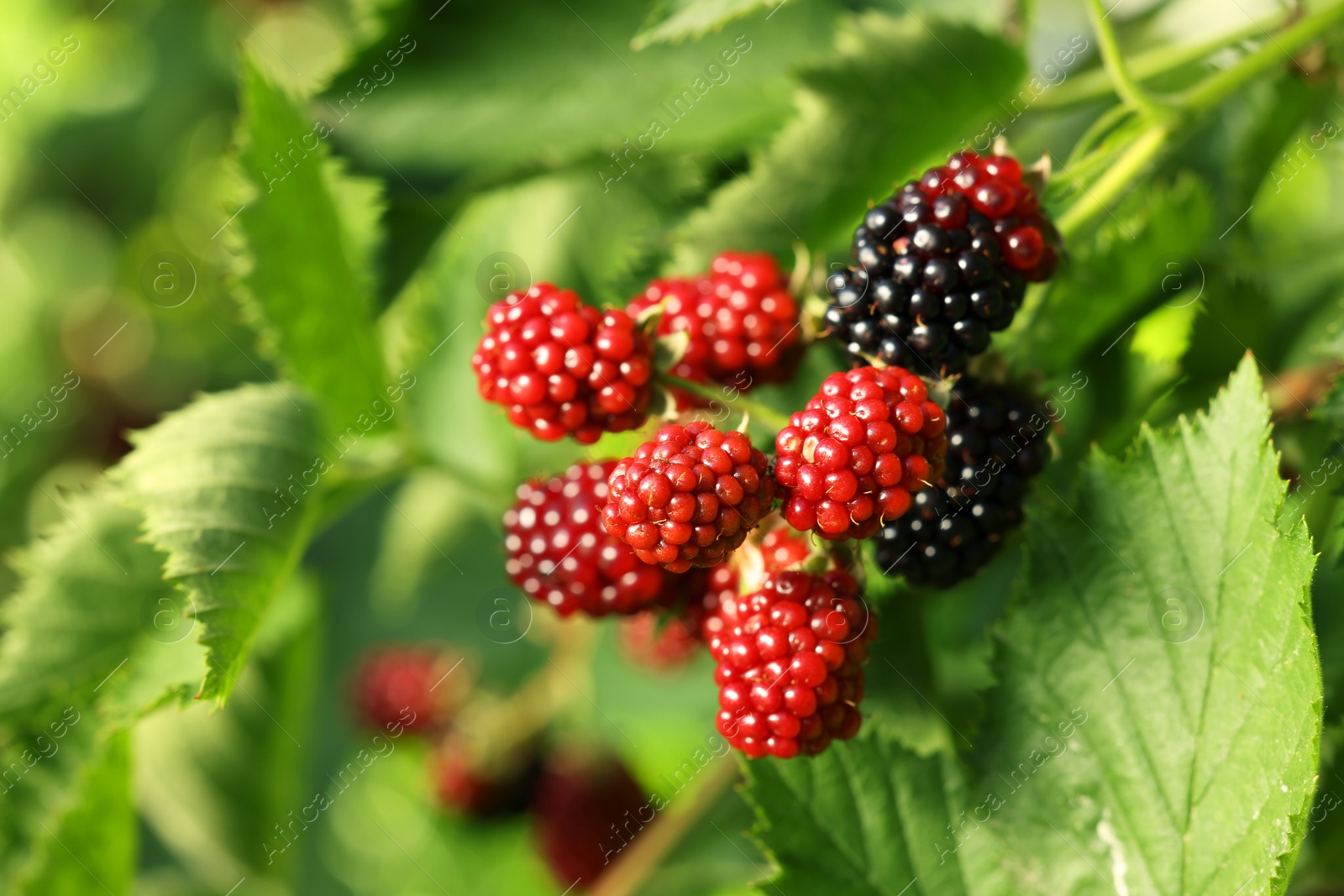 Photo of Unripe blackberries growing on bush outdoors, closeup