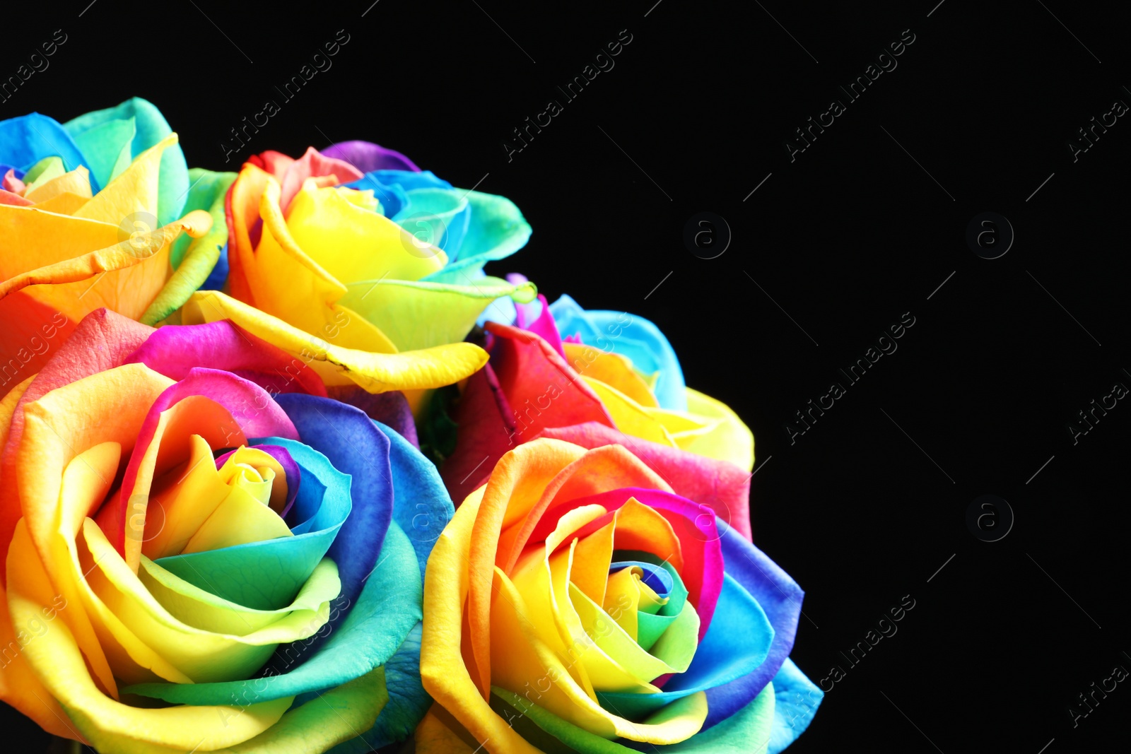 Photo of Amazing rainbow rose flowers on black background