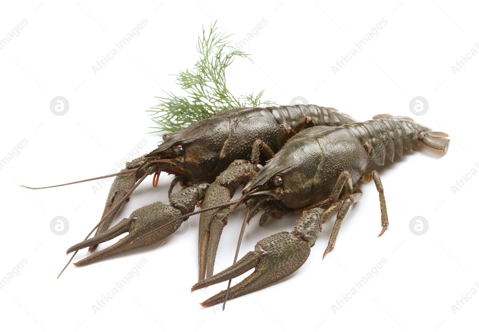 Photo of Two fresh raw crayfishes with dill on white background