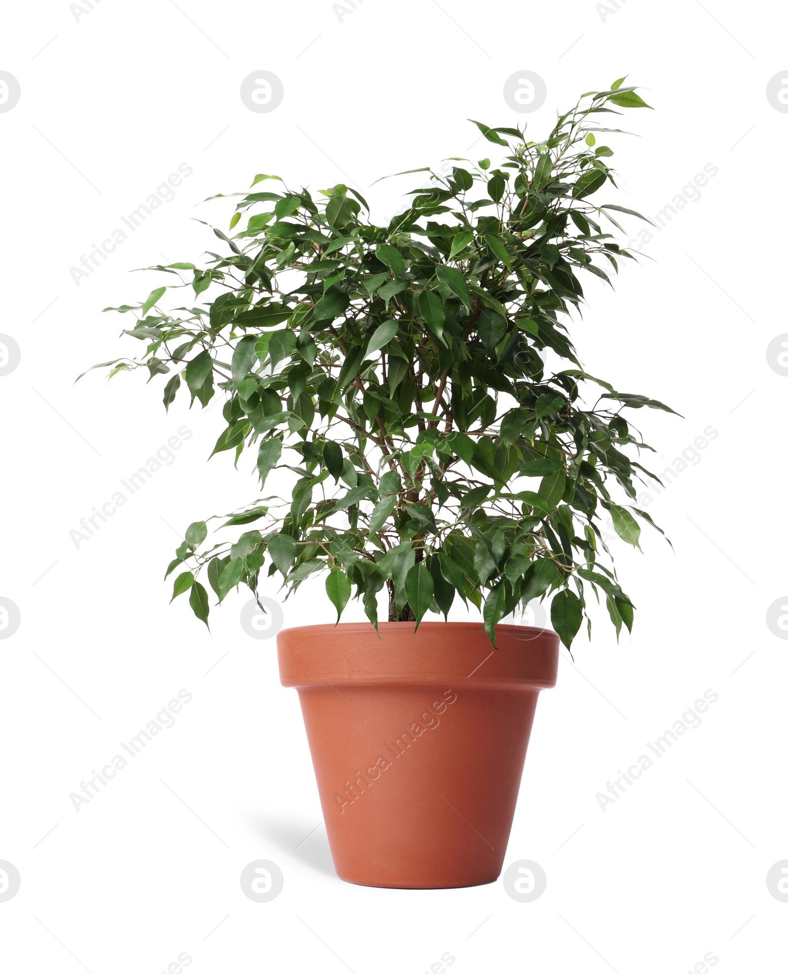 Image of Beautiful ficus plant in terracotta pot isolated on white. House decor