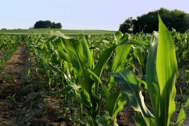 Photo of Beautiful agricultural field with green corn plants on sunny day