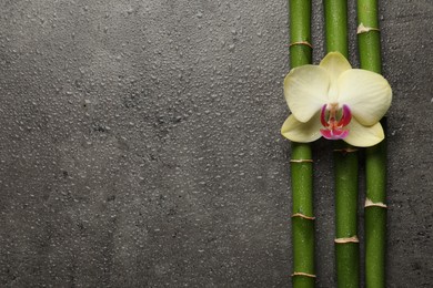 Beautiful orchid flower and bamboo stems with water drops on grey table, flat lay. Space for text