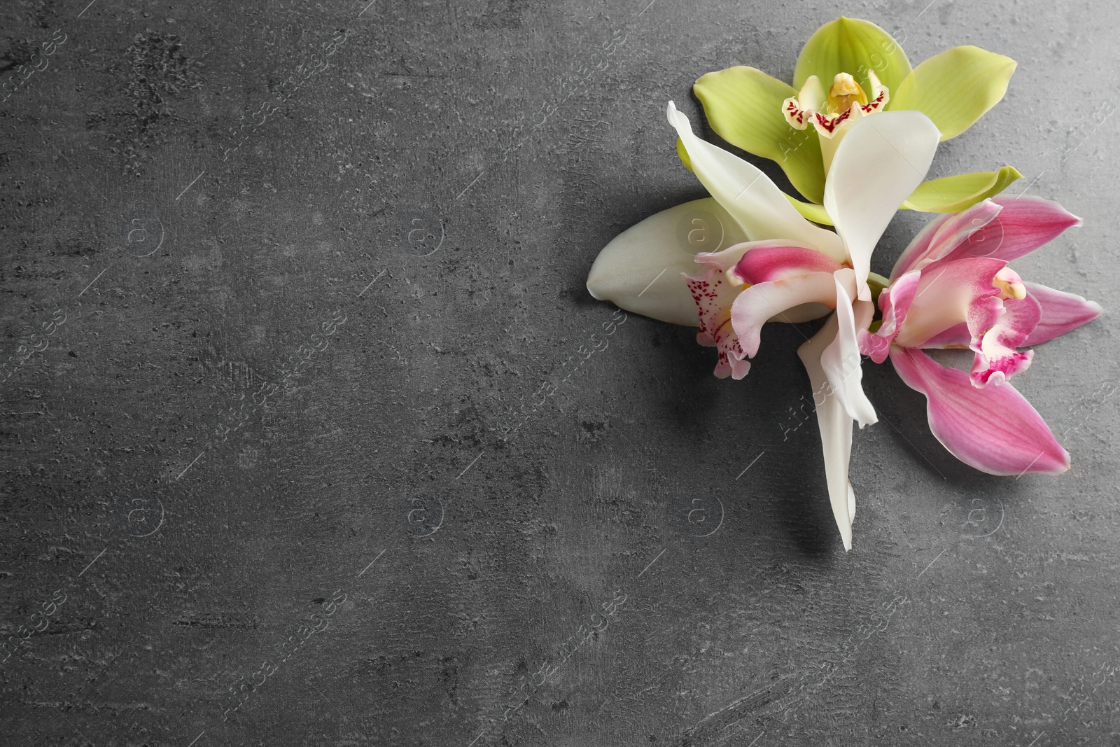 Photo of Beautiful tropical orchid flowers on grey background, flat lay. Space for text