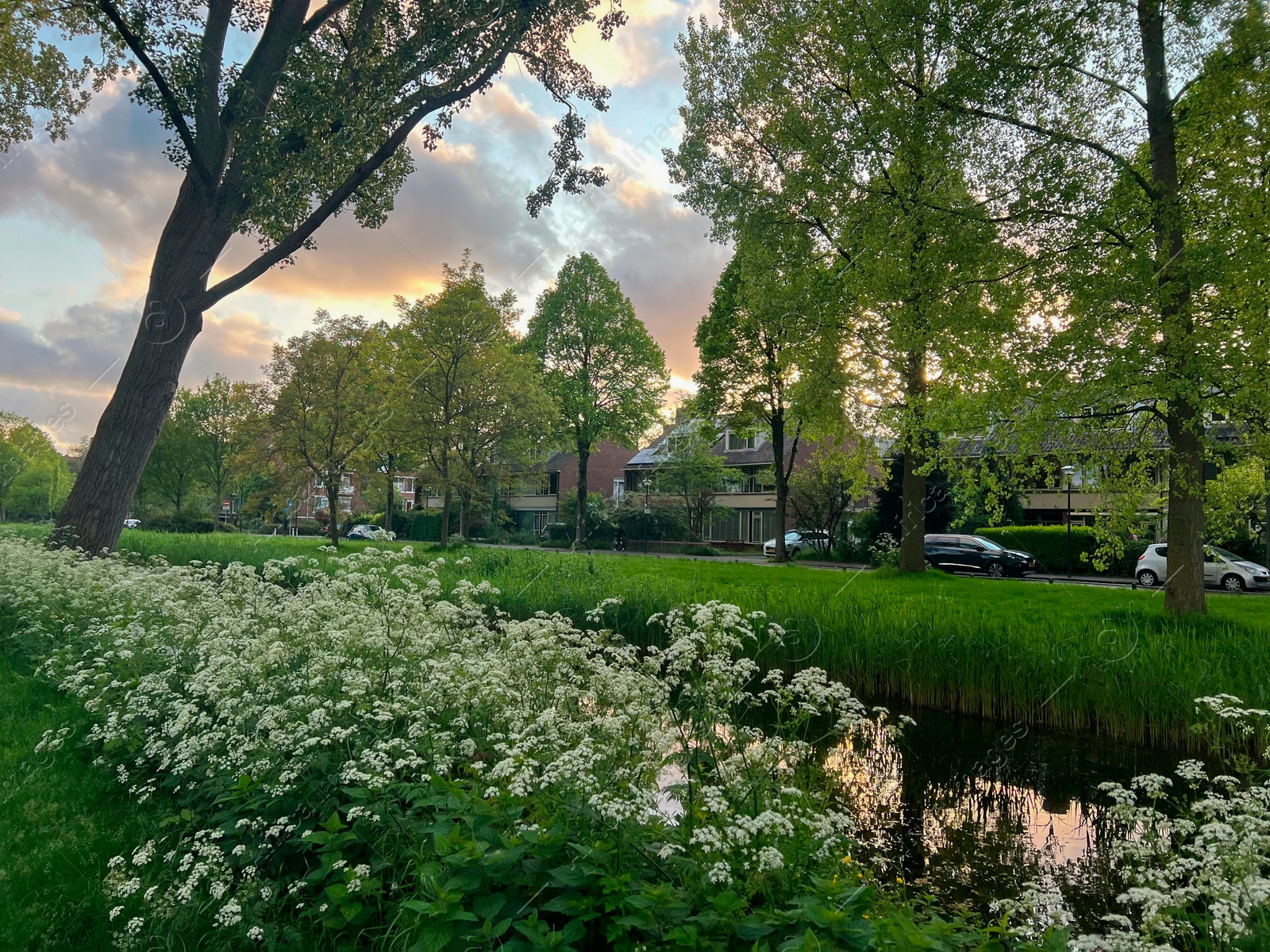 Photo of Beautiful view of cow parsley plant and trees growing near canal outdoors