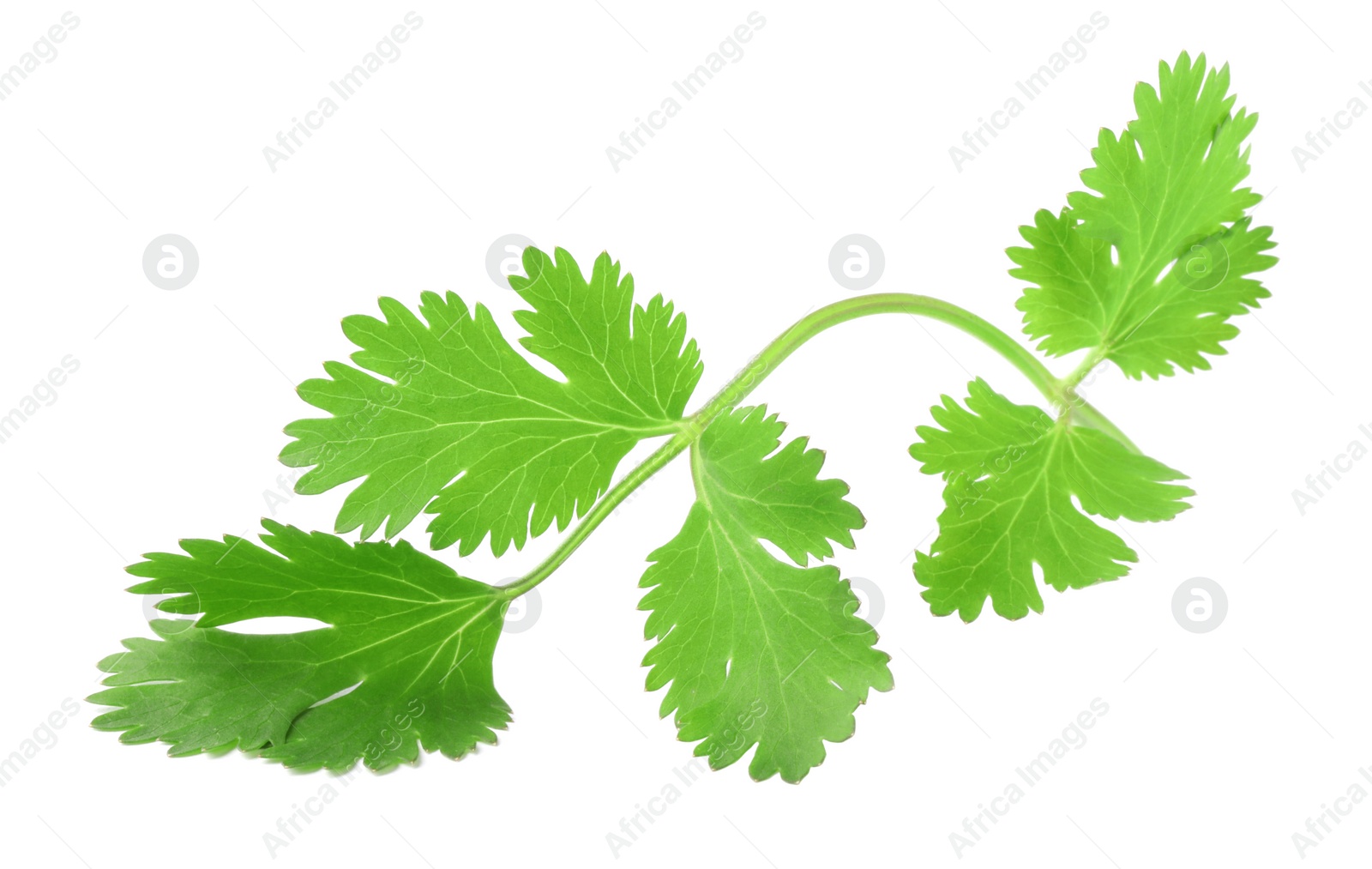 Photo of Aromatic fresh green cilantro isolated on white