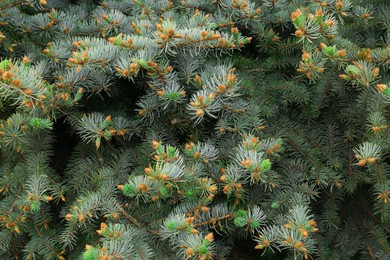 Beautiful branches of coniferous tree, closeup view