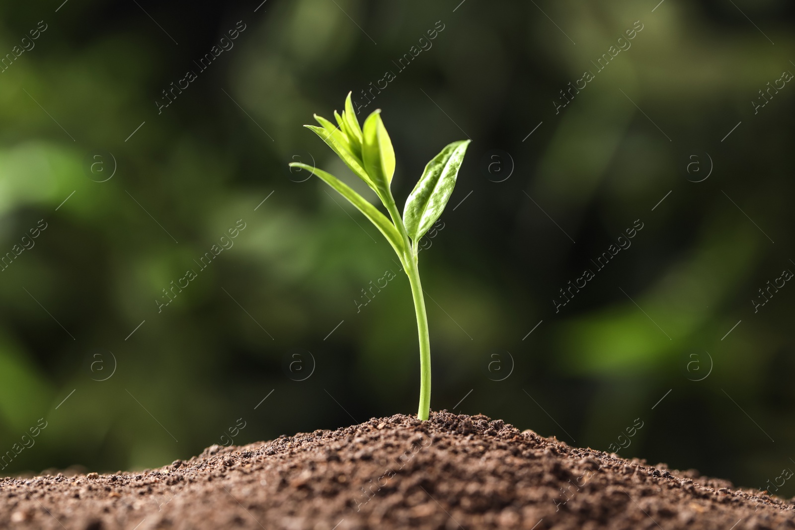 Photo of Young plant in fertile soil on blurred background, space for text. Gardening time