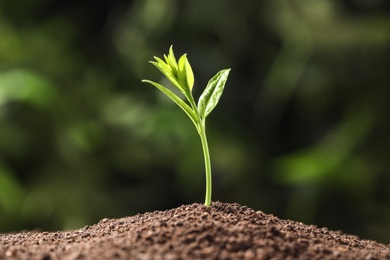 Young plant in fertile soil on blurred background, space for text. Gardening time