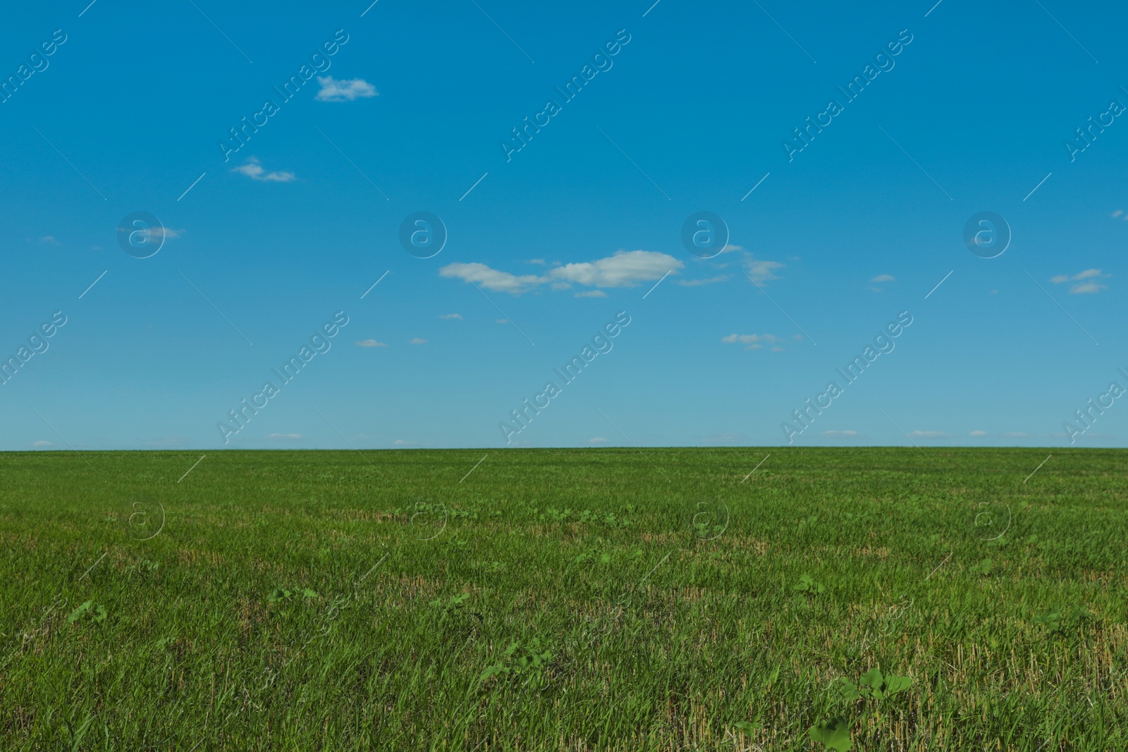 Photo of Picturesque view of green grass growing in field and blue sky