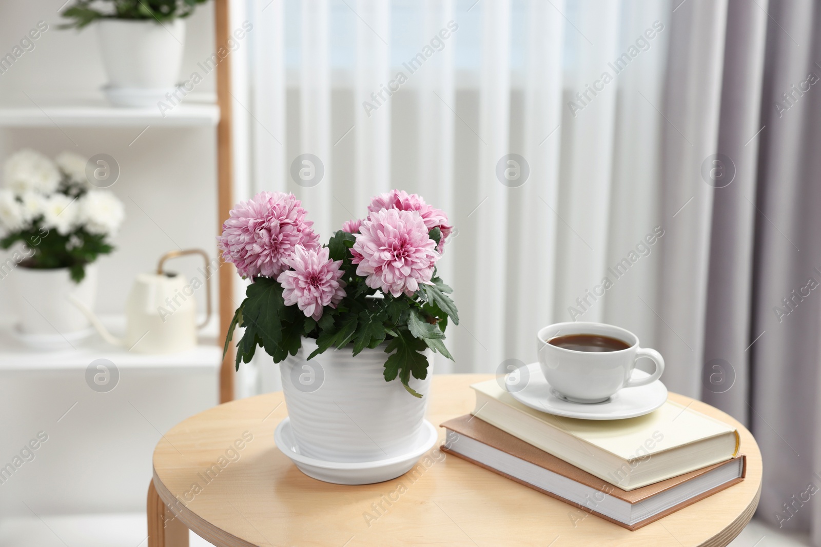 Photo of Beautiful chrysanthemum plant in flower pot, cup of coffee and books on wooden table in room