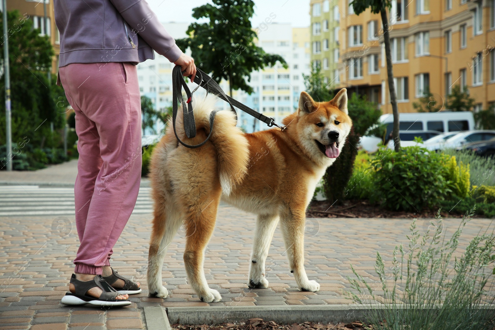 Photo of Woman walking her adorable Akita Inu dog on city street, closeup