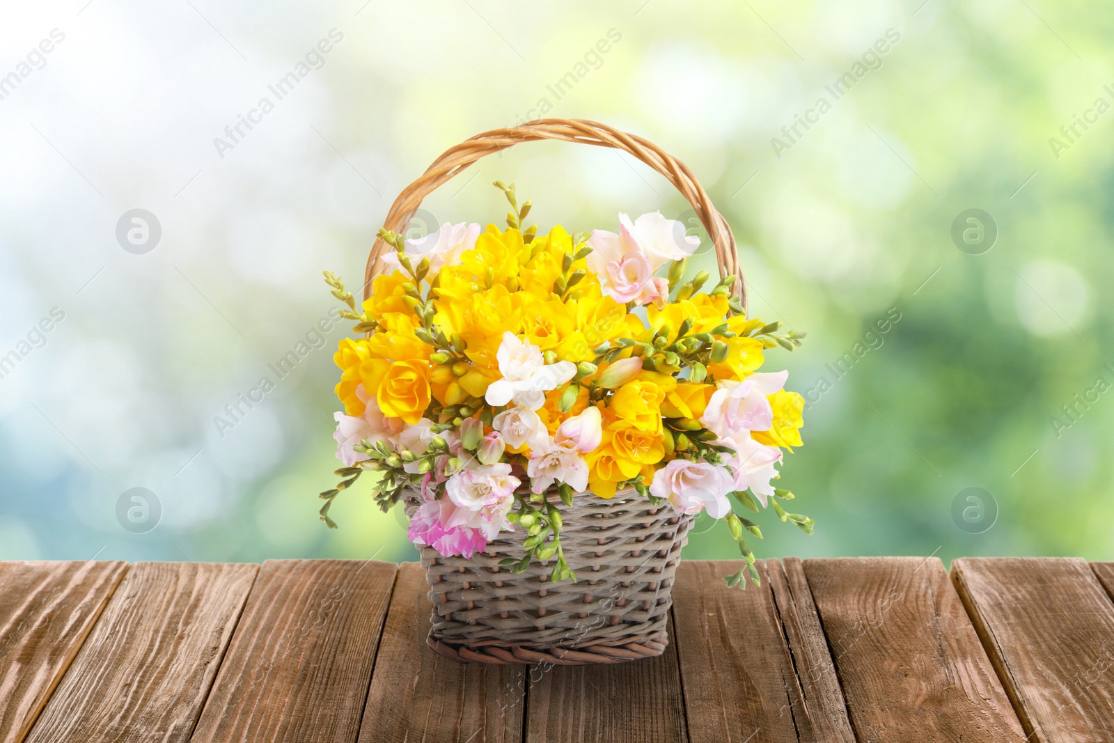 Image of Beautiful freesia flowers in wicker basket on wooden table outdoors. Bokeh effect