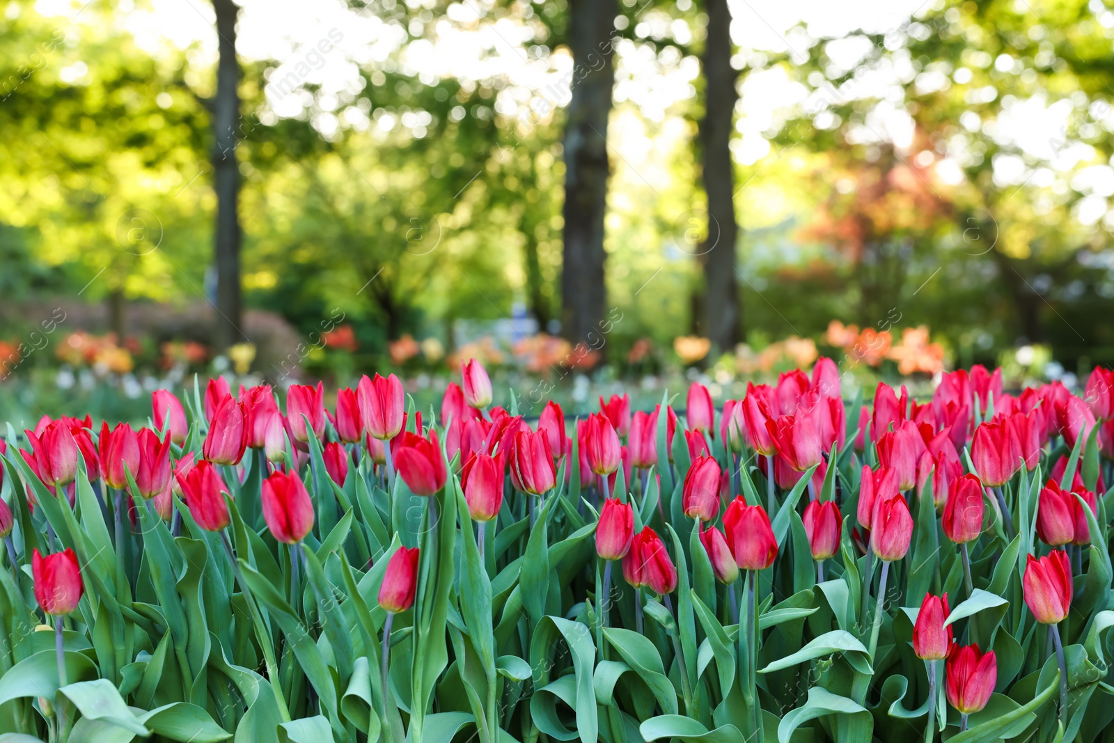 Photo of Beautiful tulip flowers growing in park on sunny day. Spring season