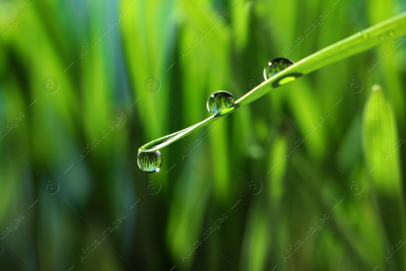 Photo of Water drops on grass blade against blurred background, closeup