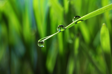 Photo of Water drops on grass blade against blurred background, closeup