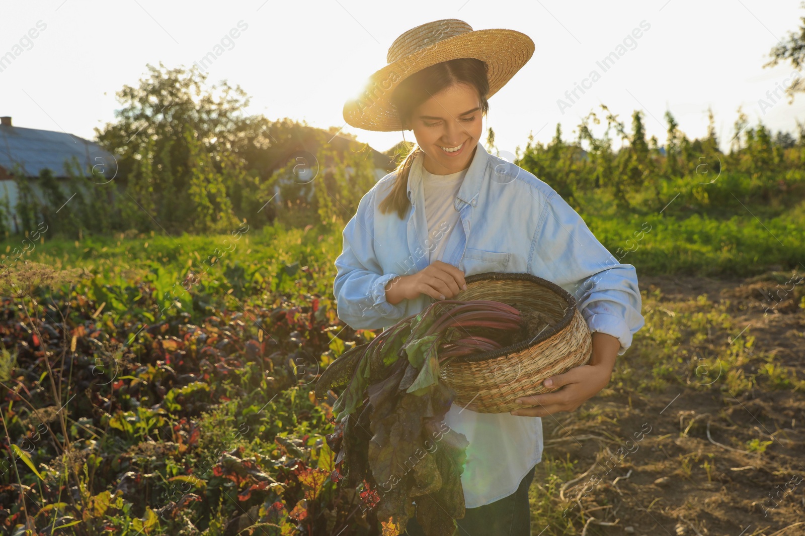 Photo of Woman harvesting fresh ripe beets on farm