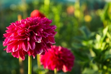 Beautiful blooming pink dahlia flowers outdoors on sunny day