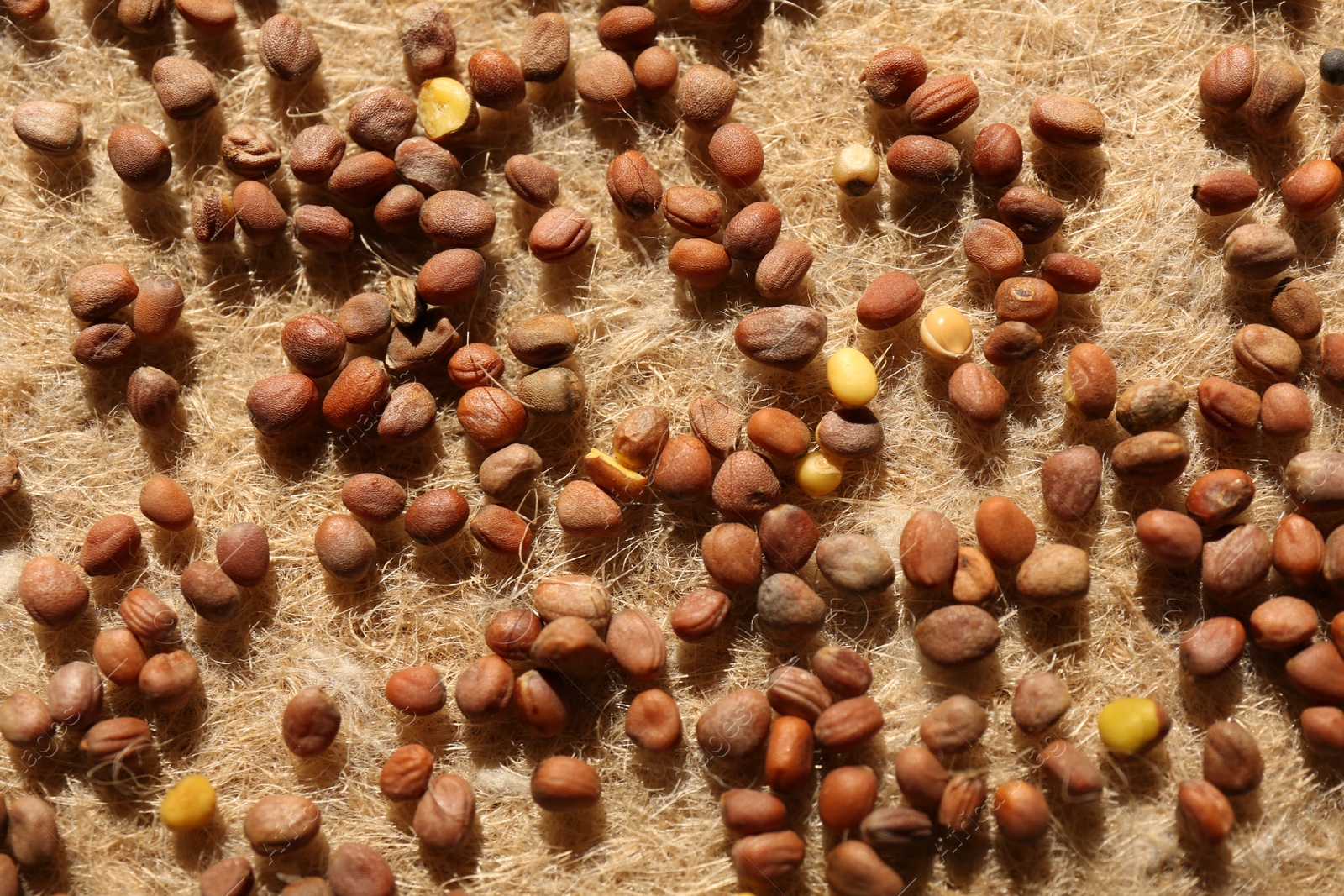 Photo of Growing microgreens. Many daikon radish seeds on mat, closeup