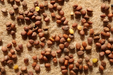 Growing microgreens. Many daikon radish seeds on mat, closeup