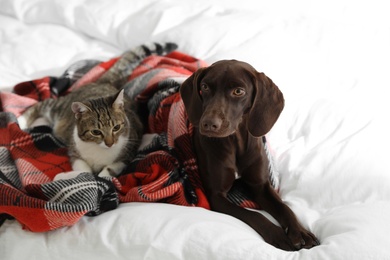 Photo of Adorable cat and dog together on plaid indoors
