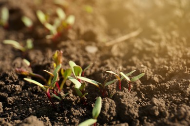Photo of Young beet sprouts growing in field on sunny day, closeup