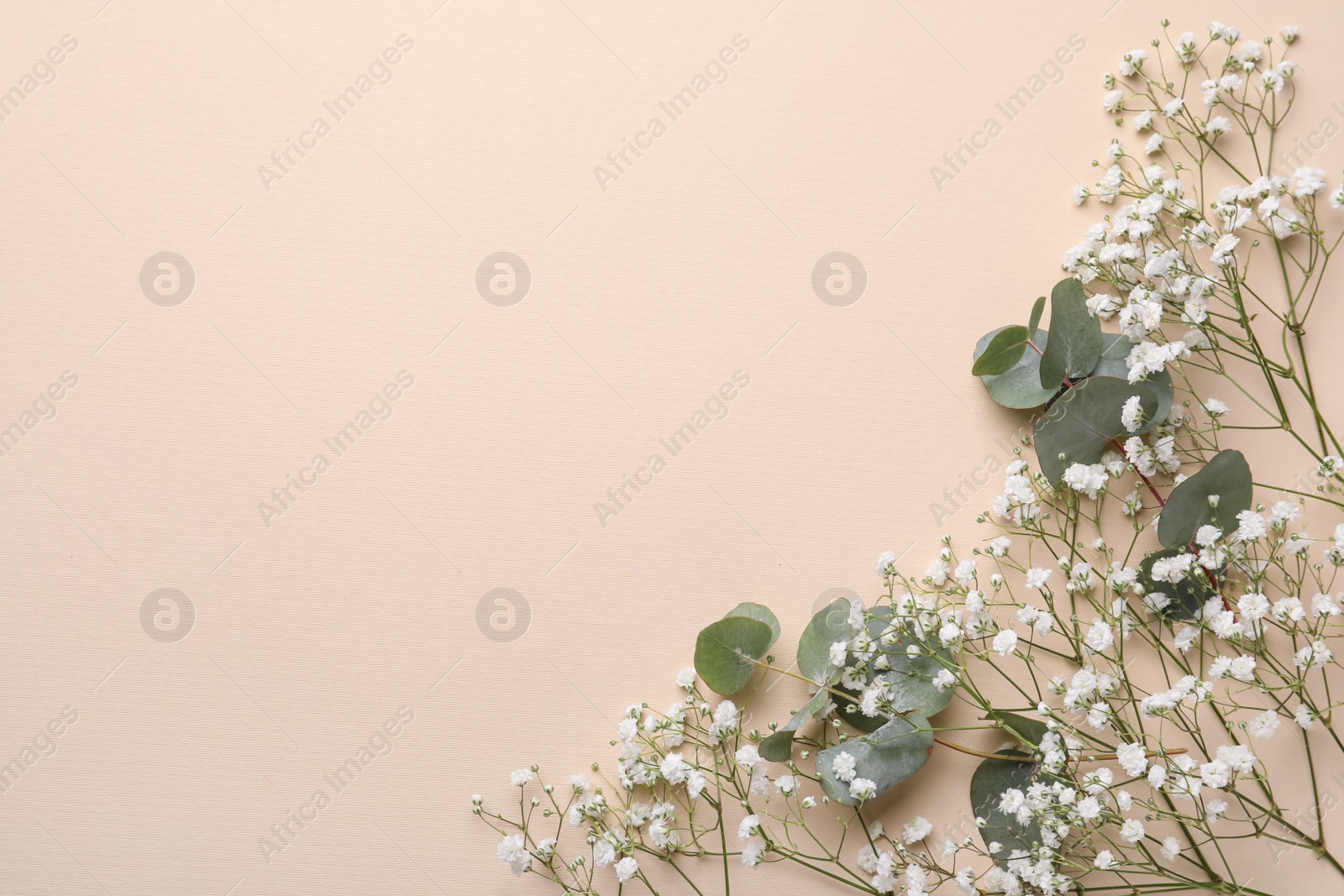 Photo of Beautiful gypsophila flowers and eucalyptus branches on beige background, flat lay. Space for text