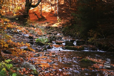 Clear stream running through beautiful autumn forest