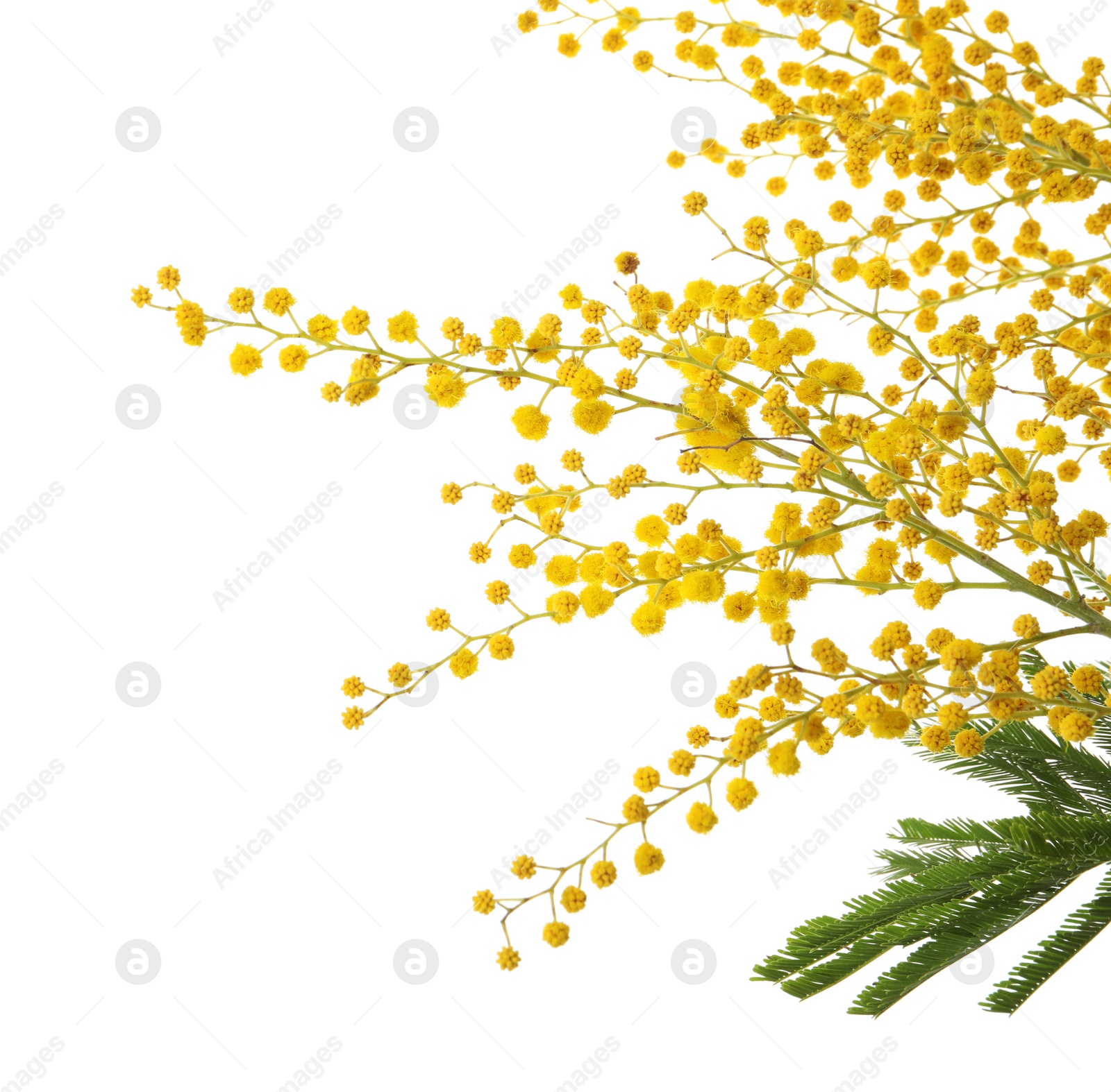 Photo of Beautiful mimosa plant with yellow flowers on white background