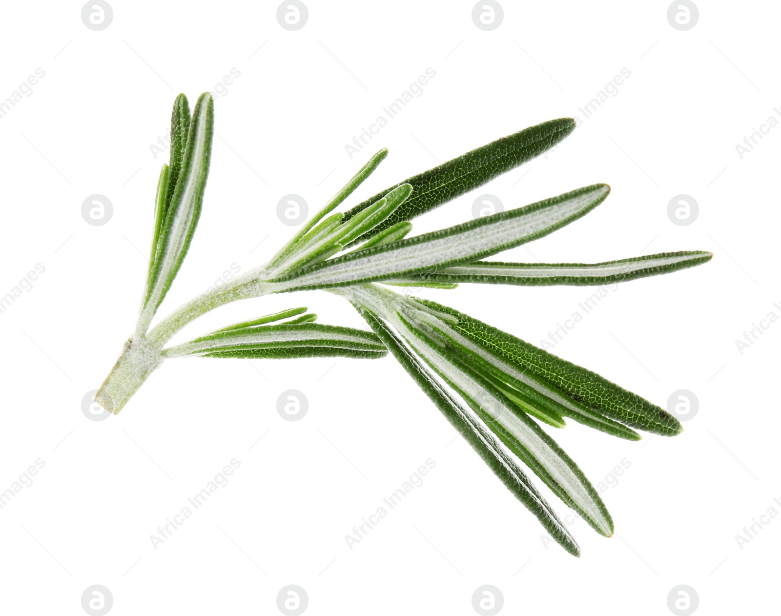 Photo of Fresh green rosemary leaves on white background