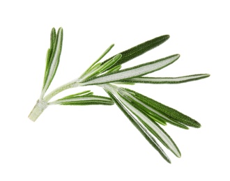 Photo of Fresh green rosemary leaves on white background